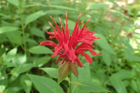 Click for 8 image(s) for this accession. FLOWER